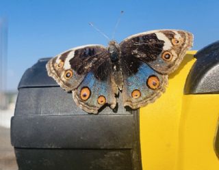 Dicle Gzeli (Junonia orithya)