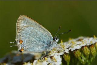 Mavi Sevbeni (Satyrium armenum)