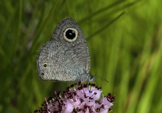 Karagz (Ypthima asterope)