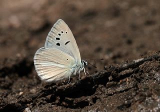 okgzl Attalos Mavisi (Polyommatus schuriani attalaensis)