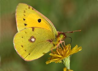 Sar Azamet (Colias croceus)