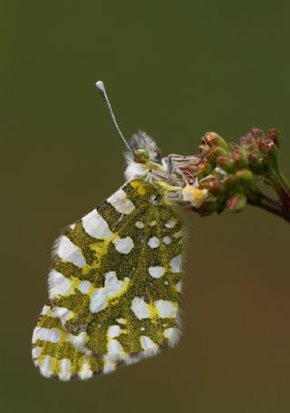 Da Oykls (Euchloe ausonia)