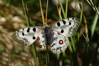 Apollo (Parnassius apollo)