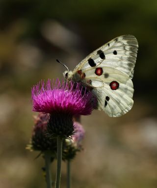 Apollo (Parnassius apollo)