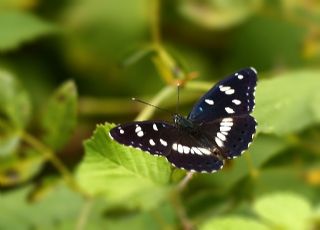 Akdeniz Hanmeli Kelebei (Limenitis reducta)