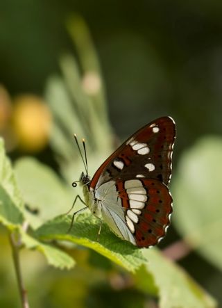 Akdeniz Hanmeli Kelebei (Limenitis reducta)