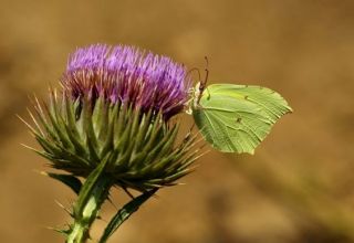 Orakkanat (Gonepteryx rhamni)