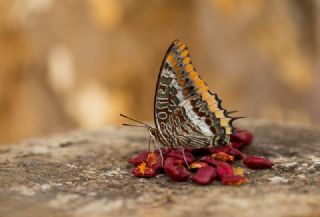 ift Kuyruklu Paa (Charaxes jasius )