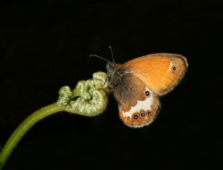 Funda Zpzp Perisi (Coenonympha arcania)