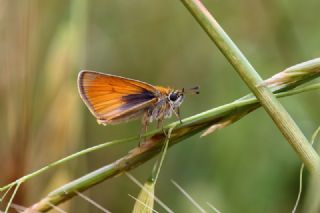 Sar Antenli Zpzp (Thymelicus sylvestris)