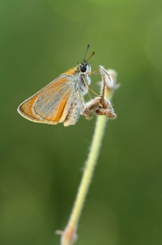 Sar Antenli Zpzp (Thymelicus sylvestris)