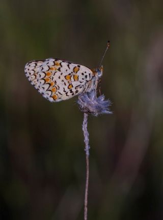 Cezayirli parhan (Melitaea ornata)