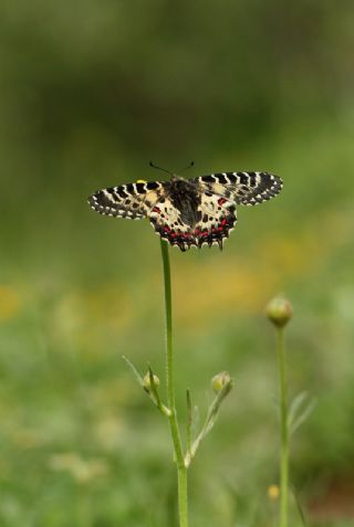 Orman Fistosu (Allancastria  cerisyi)