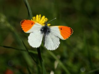 Turuncu Ssl (Anthocharis cardamines)