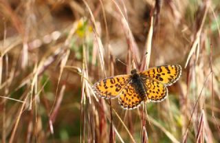 Gzel parhan (Melitaea syriaca)