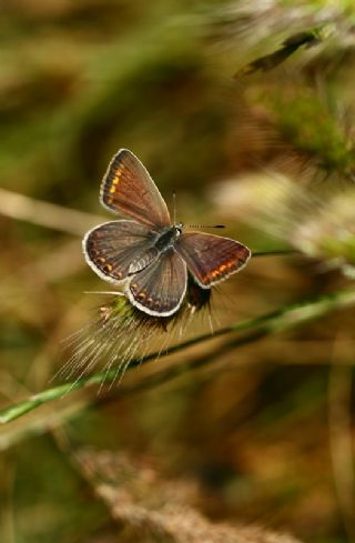 okgzl Orman Esmeri (Aricia artaxerxes)