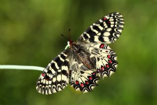 Gney Fistosu (Zerynthia polyxena)