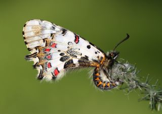 Orman Fistosu (Allancastria  cerisyi)