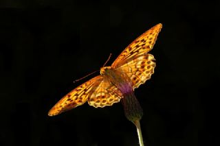 Cengaver (Argynnis paphia)