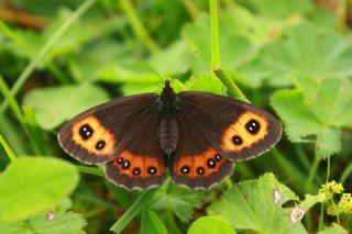 sko Gzelesmeri (Erebia aethiops)