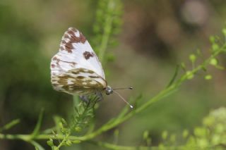Yeni Beneklimelek (Pontia edusa)
