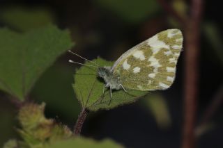 Yeni Beneklimelek (Pontia edusa)