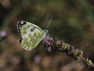 Yeni Beneklimelek (Pontia edusa)