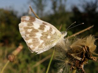 Yeni Beneklimelek (Pontia edusa)