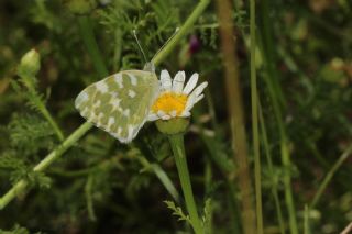 Yeni Beneklimelek (Pontia edusa)