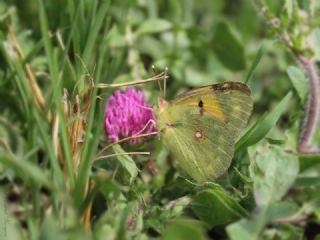 Sar Azamet (Colias croceus)