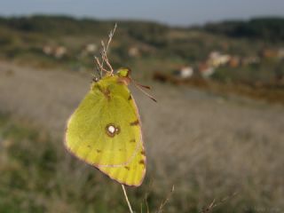 Sar Azamet (Colias croceus)