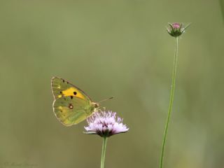Sar� Azamet&nbsp;(Colias&nbsp;croceus)