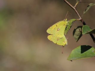 Sar� Azamet&nbsp;(Colias&nbsp;croceus)