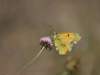 Sar Azamet (Colias croceus)