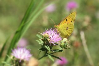 Sar Azamet (Colias croceus)