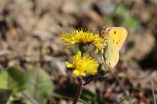 Sar Azamet (Colias croceus)