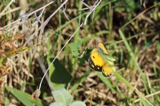 Sar Azamet (Colias croceus)