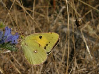Sar Azamet (Colias croceus)
