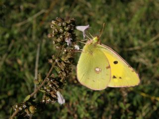 Sar Azamet (Colias croceus)