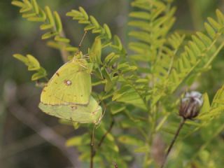 Sar Azamet (Colias croceus)