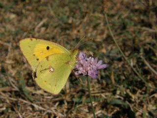 Sar Azamet (Colias croceus)