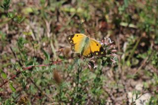 Sar� Azamet&nbsp;(Colias&nbsp;croceus)