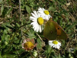Sar Azamet (Colias croceus)