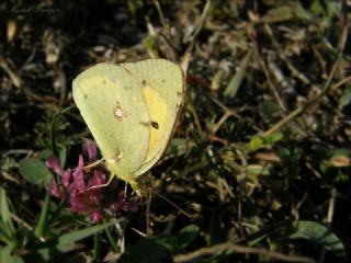 Sar Azamet (Colias croceus)