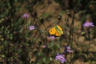 Sar Azamet (Colias croceus)