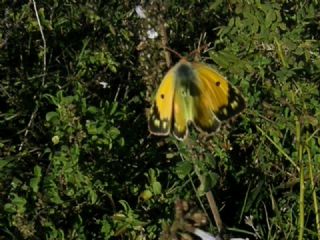 Sar Azamet (Colias croceus)