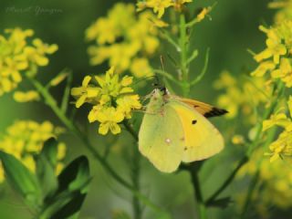 Sar Azamet (Colias croceus)