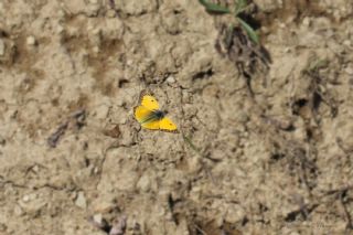 Sar Azamet (Colias croceus)