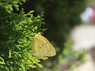 Sar Azamet (Colias croceus)