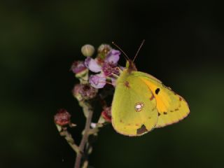Sar Azamet (Colias croceus)